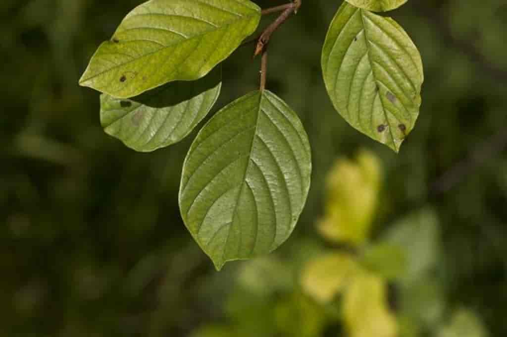 Frangula alnus