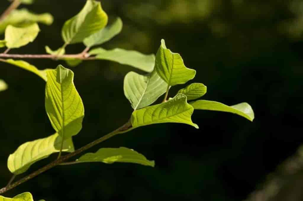 Frangula alnus