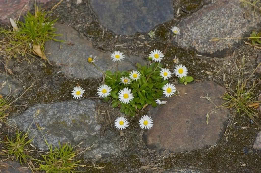Bellis perennis