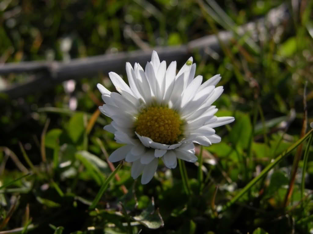 Bellis perennis