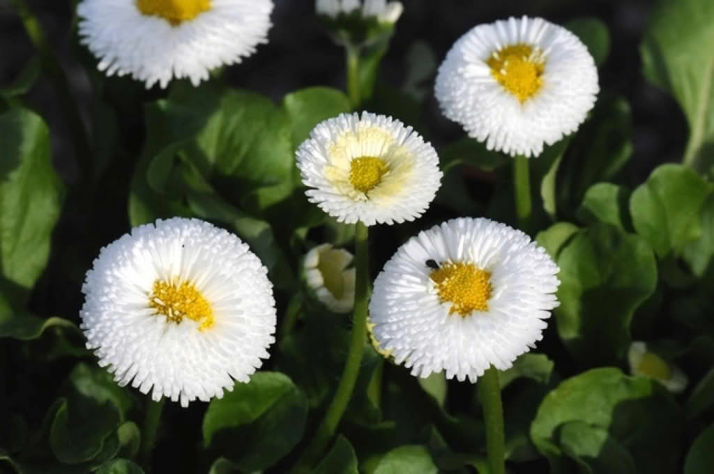 Bellis perennis (Flore Pleno)