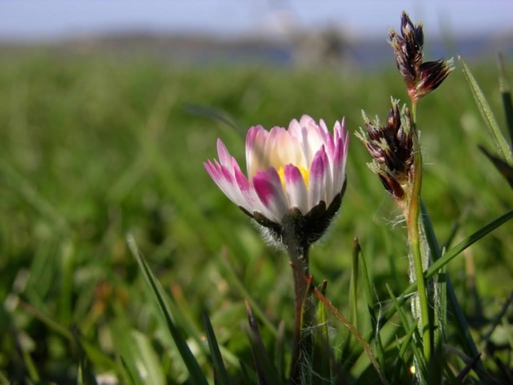 Bellis perennis
