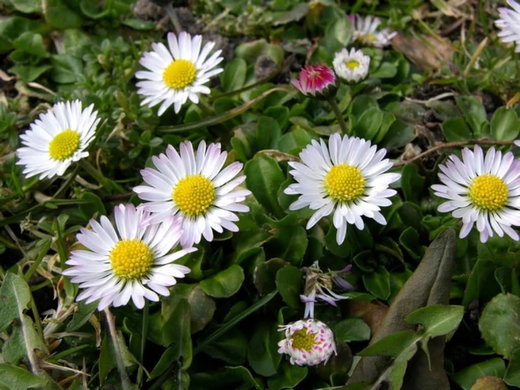 Bellis perennis