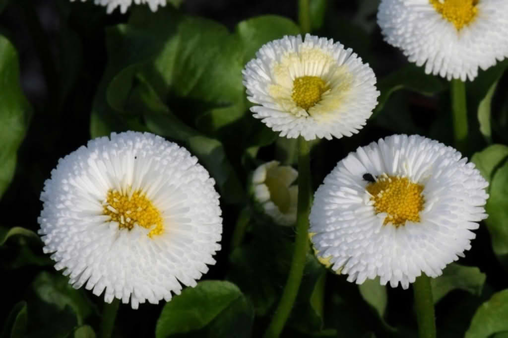 Bellis perennis (Flore Pleno)