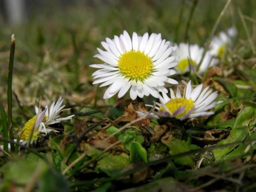 Bellis perennis
