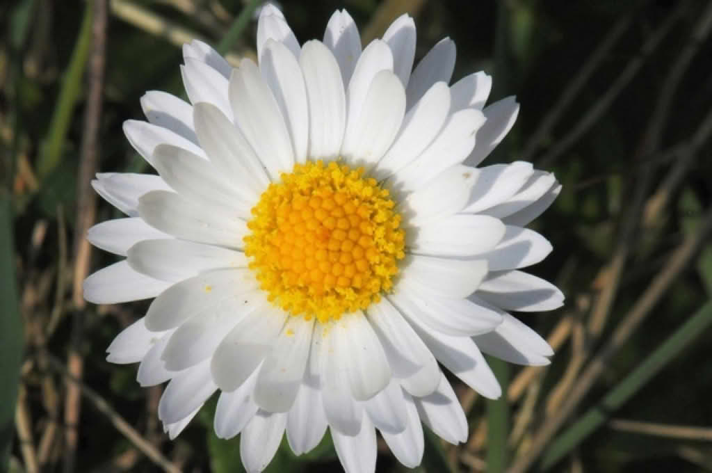 Bellis perennis