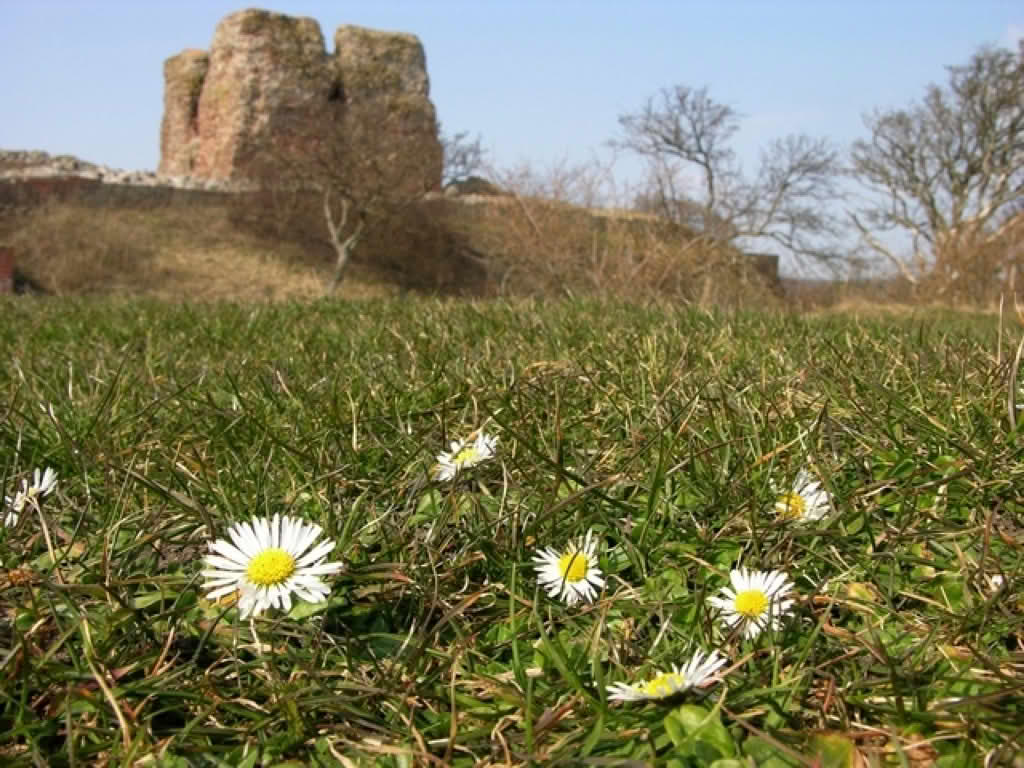 Bellis perennis