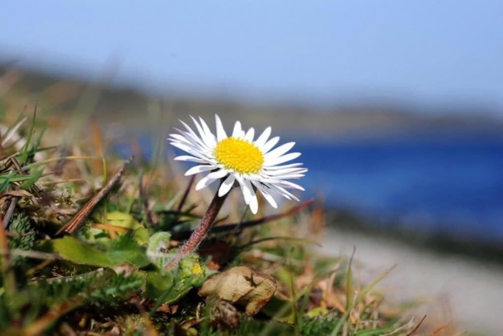 Bellis perennis