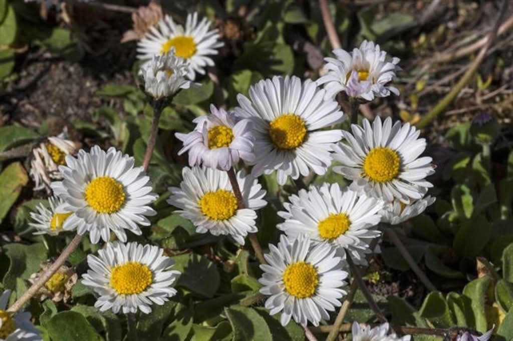 Bellis perennis