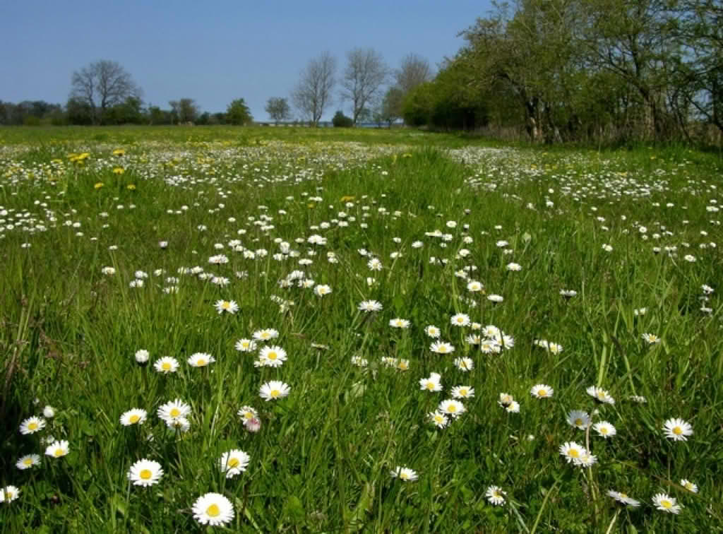 Bellis perennis