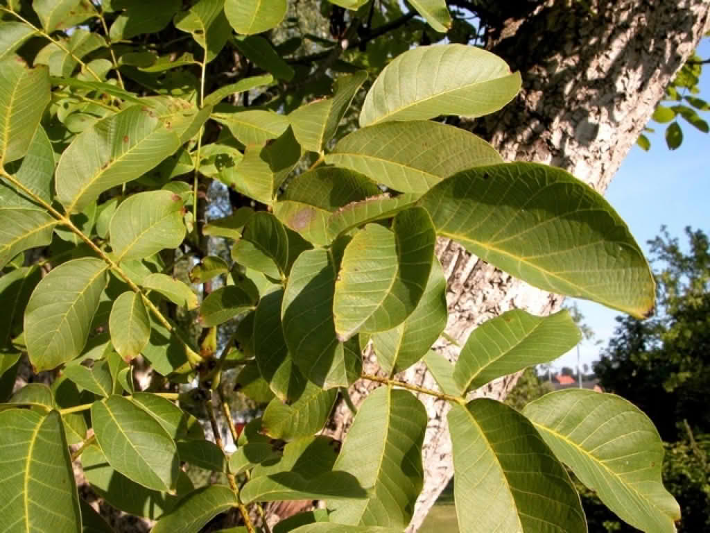 Juglans regia