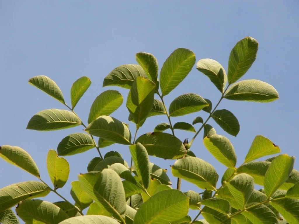 Juglans regia