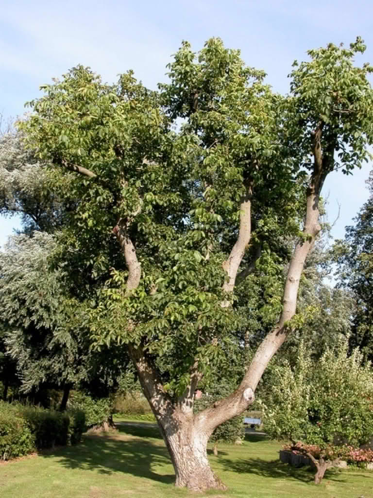 Juglans regia