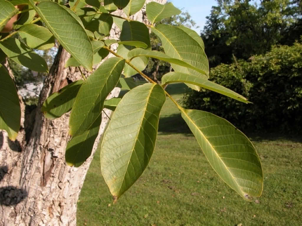 Juglans regia