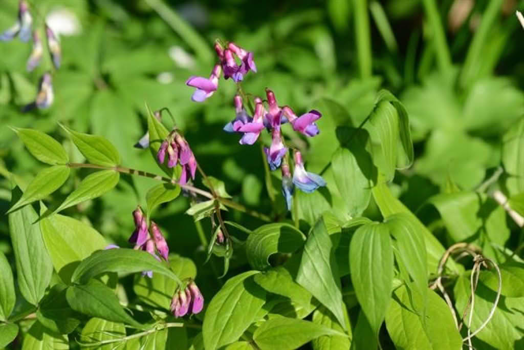 Lathyrus vernus