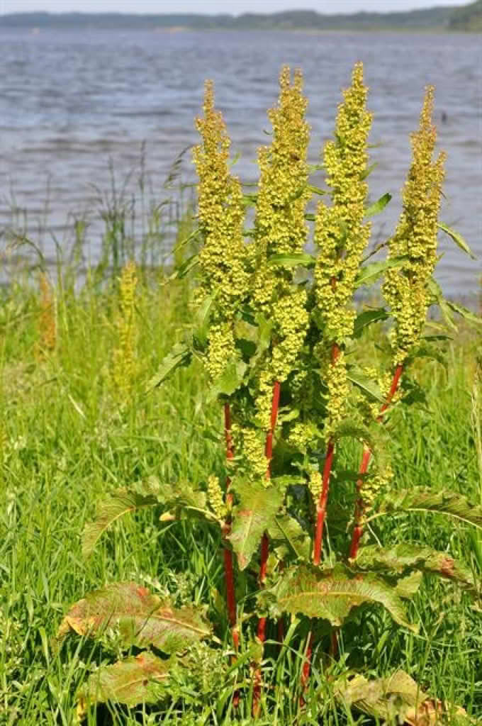 Rumex longifolius