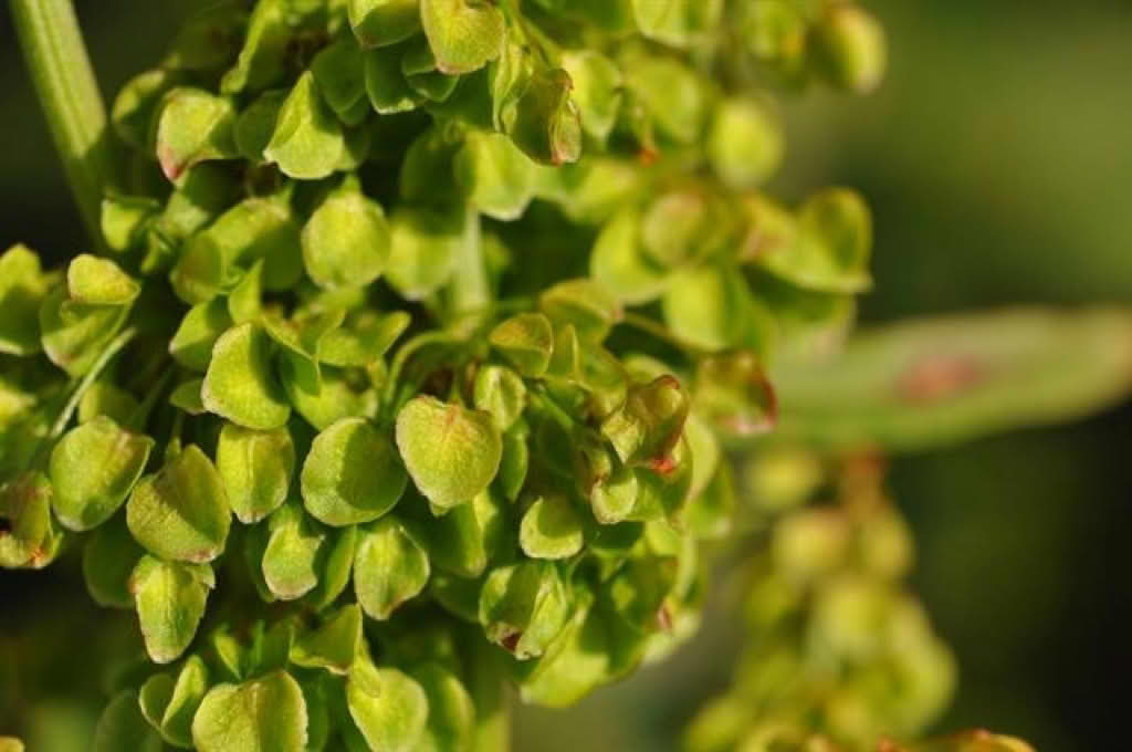 Rumex longifolius