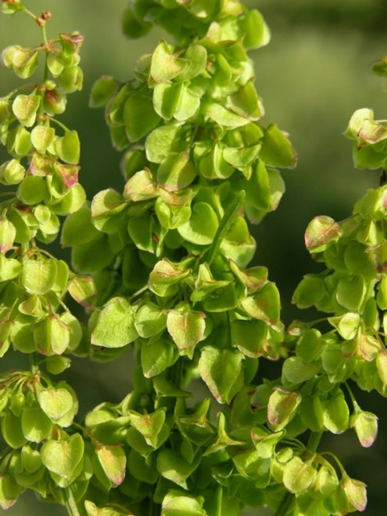 Rumex longifolius