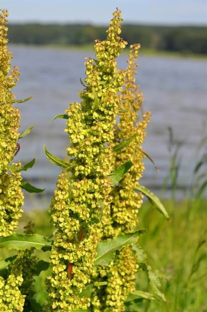 Rumex longifolius