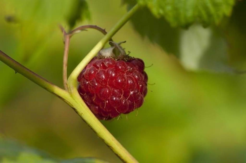 Rubus idaeus