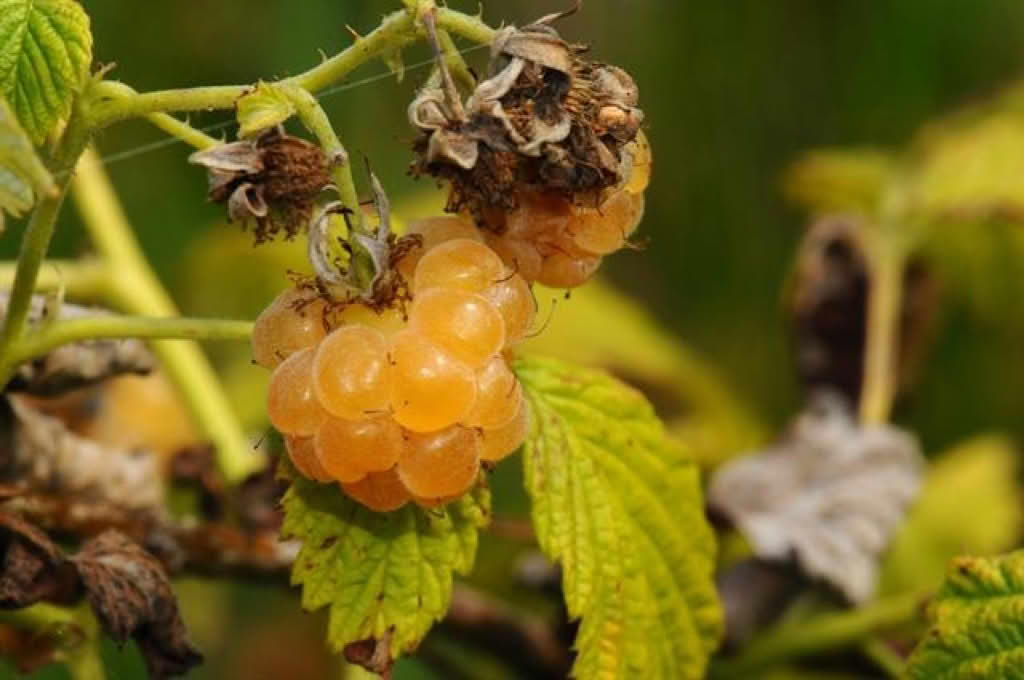 Rubus idaeus