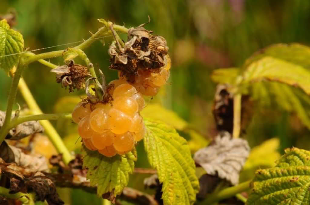 Rubus idaeus