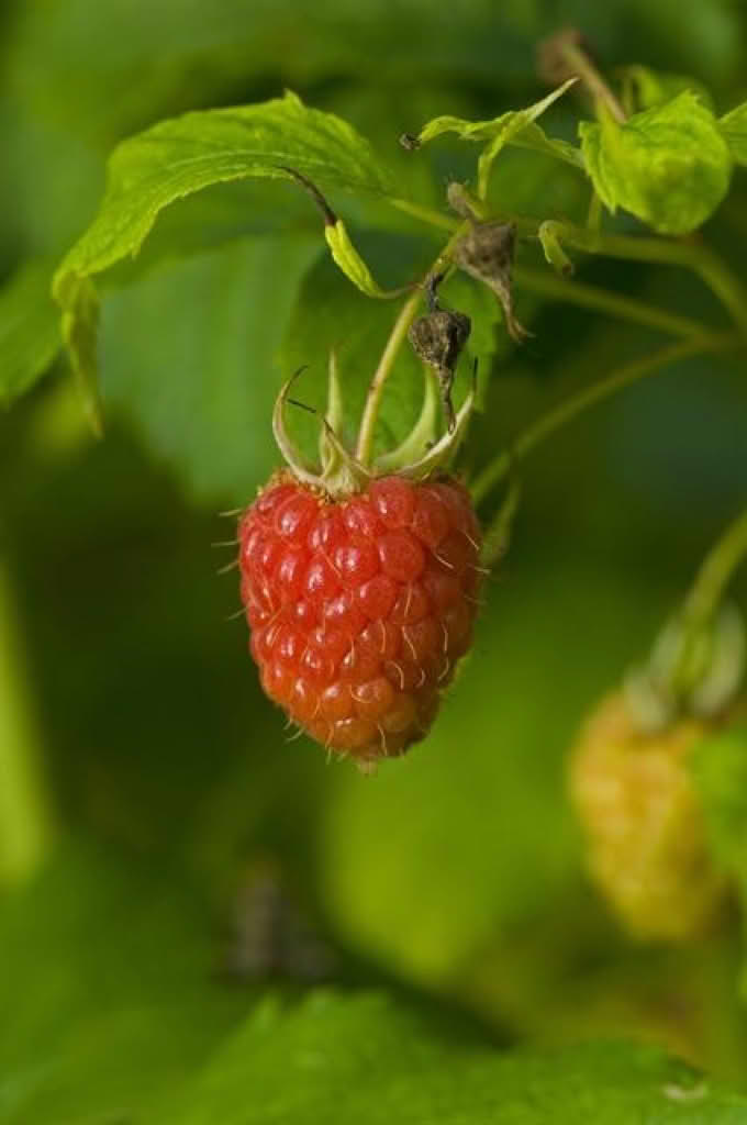 Rubus idaeus
