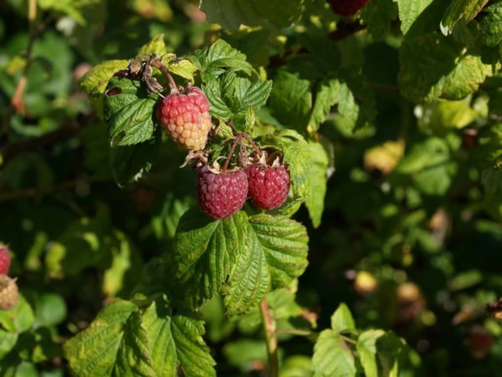 Rubus idaeus