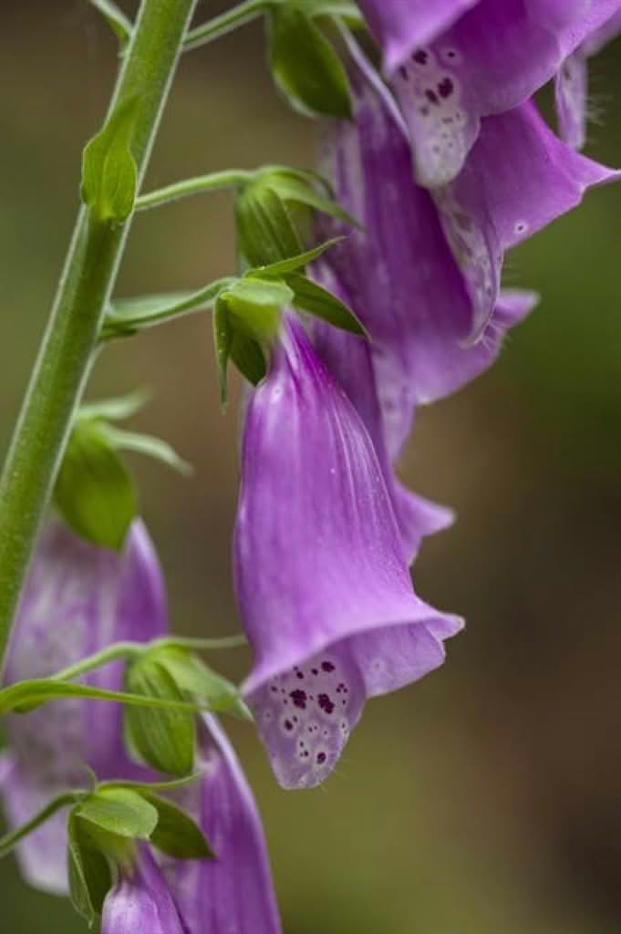 Digitalis purpurea