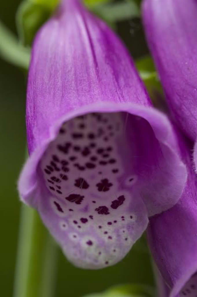 Digitalis purpurea