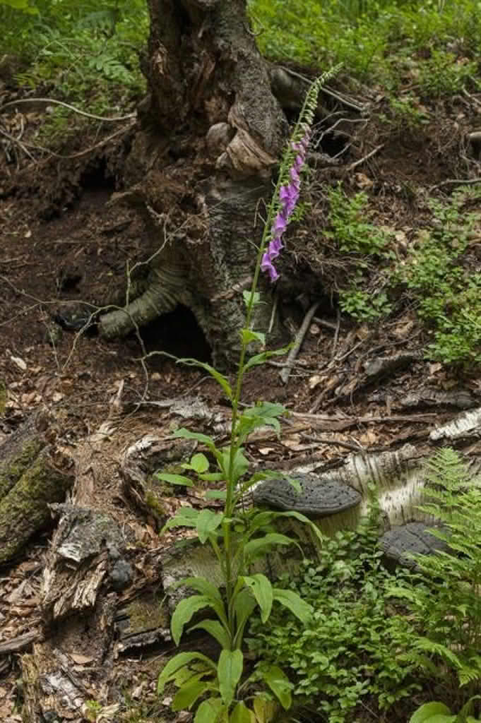 Digitalis purpurea