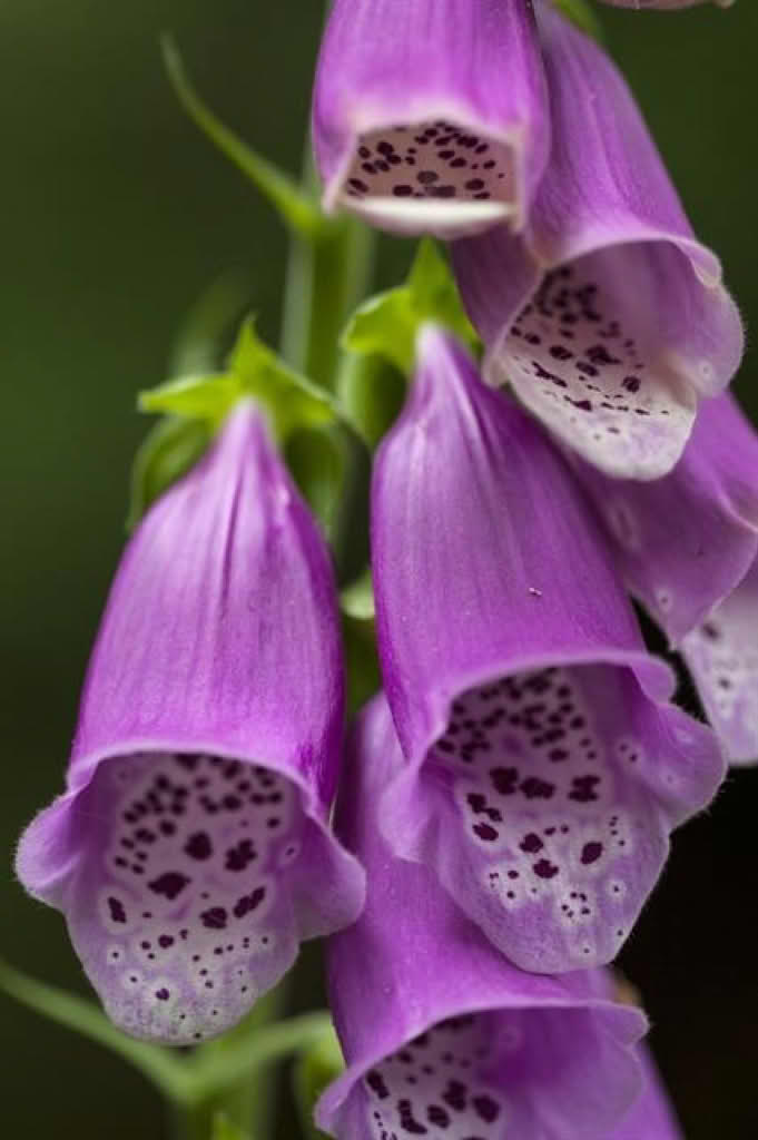 Digitalis purpurea
