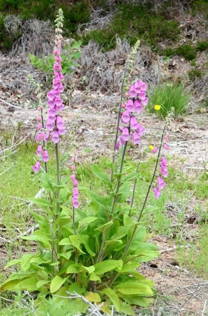 Digitalis purpurea