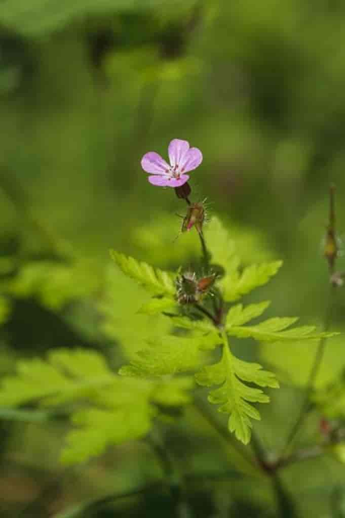 Geranium robertianum