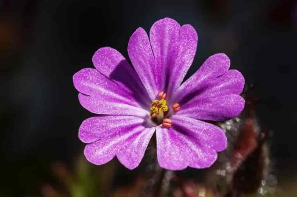 Geranium robertianum