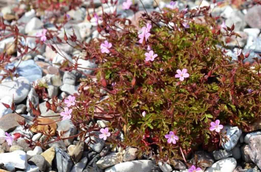 Geranium robertianum var. rubricaule