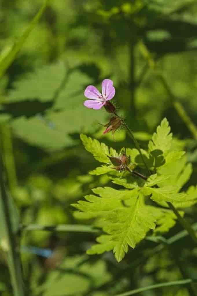 Geranium robertianum