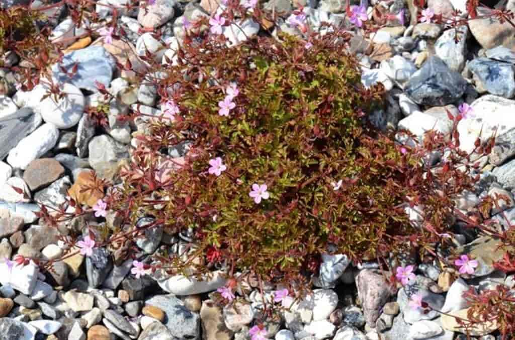 Geranium robertianum var. rubricaule