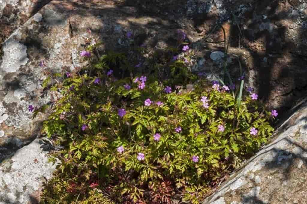 Geranium robertianum