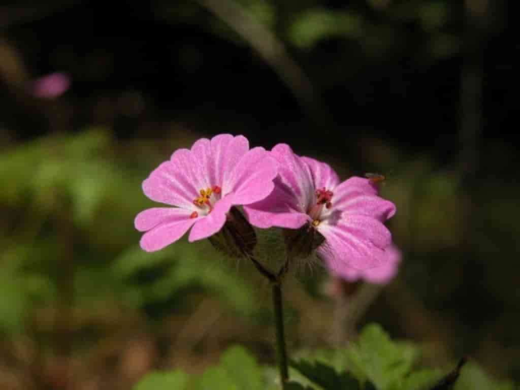 Geranium robertianum var. robertianum