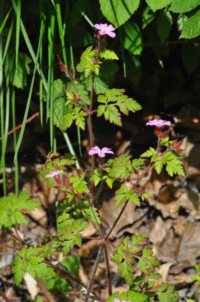 Geranium robertianum