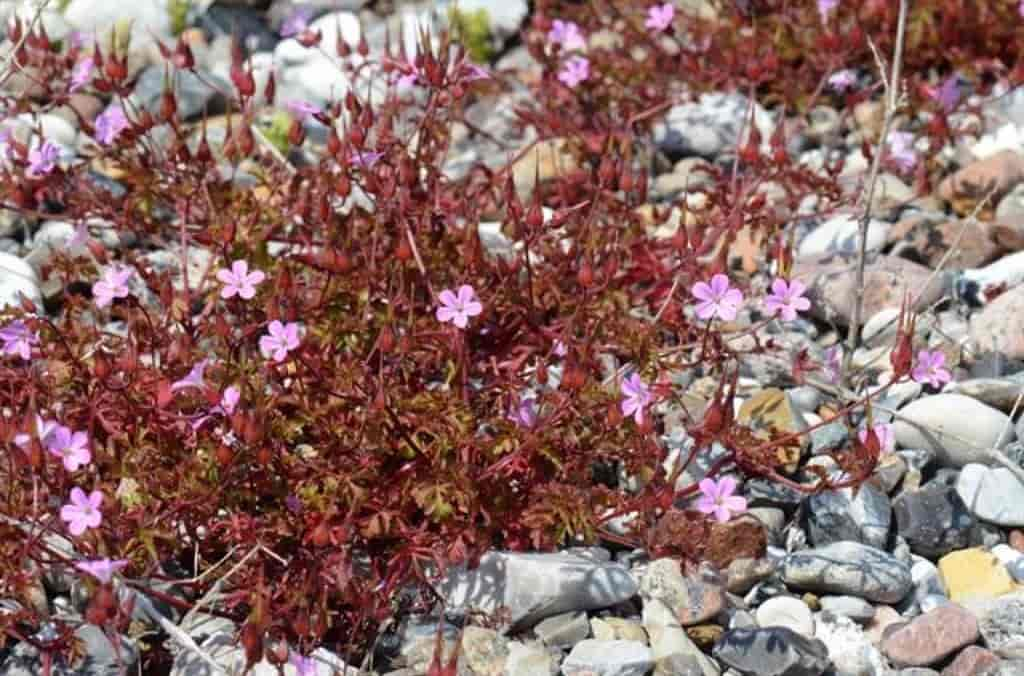 Geranium robertianum var. rubricaule