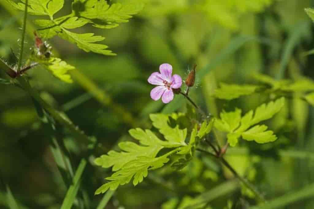 Geranium robertianum