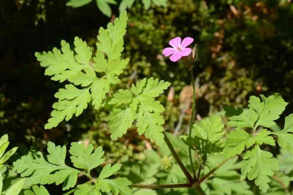 Geranium robertianum