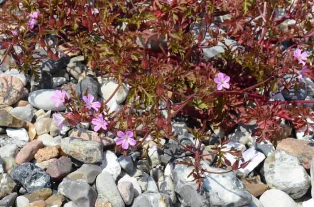 Geranium robertianum var. rubricaule