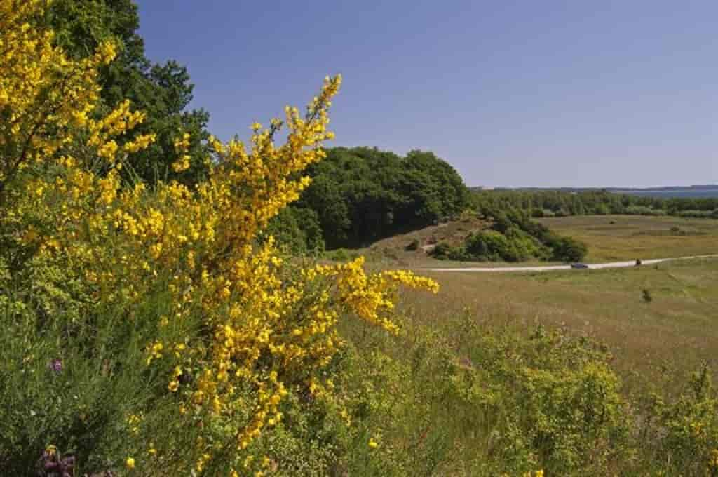 Cytisus scoparius ssp. scoparius