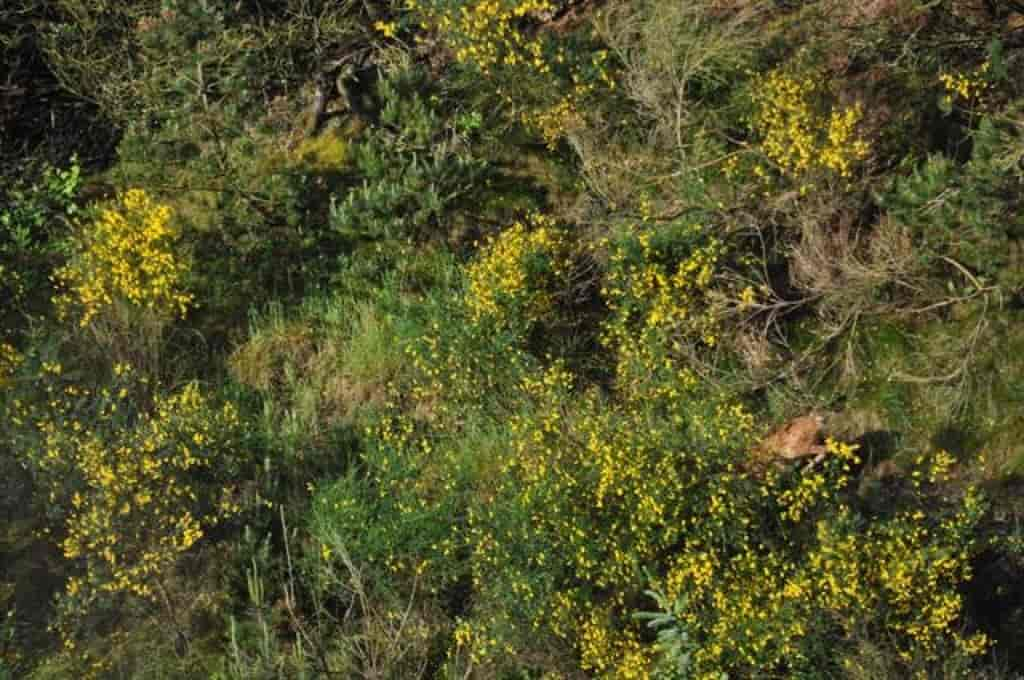 Cytisus scoparius