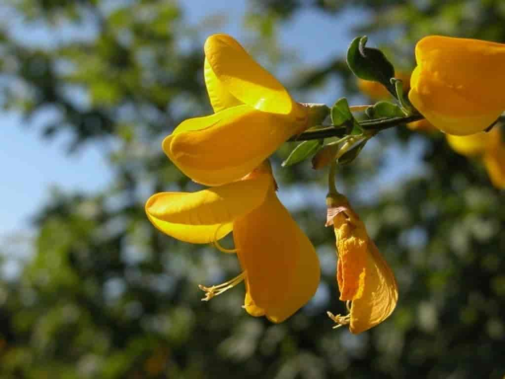 Cytisus scoparius ssp. scoparius