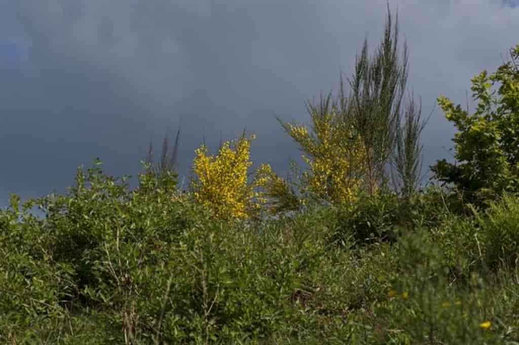 Cytisus scoparius