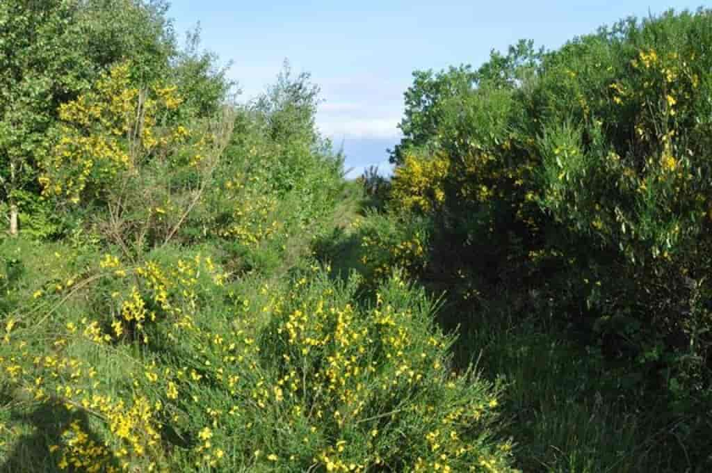 Cytisus scoparius